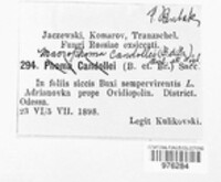 Hyponectria buxi image